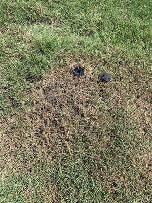 Scalped lawn and broken sprinkler head