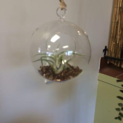 Terrariums