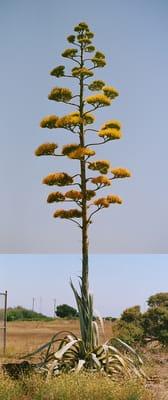 Agave americana in bloom