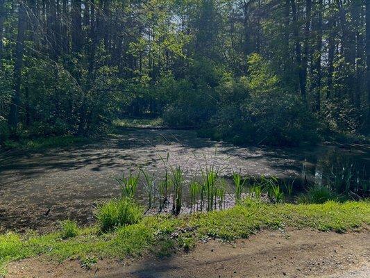 pond, forest, swampy area, humid