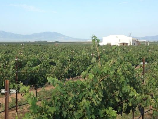 Vineyard and tasting room