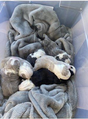 Puppies delivered by West Charleston Animal hospital. A+ service and care