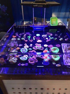 Fish Doctor's coral tank at Coral Farmers Market February 2017