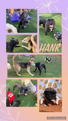 Adorable photo collage they sent us while Hank was there for boarding/camp.