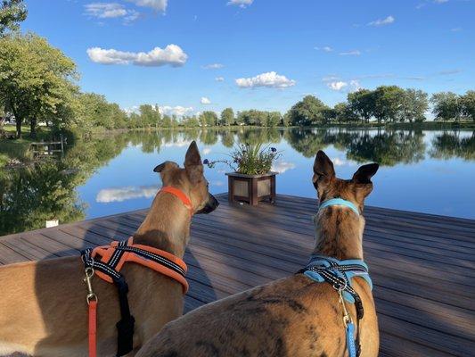 Veiw of the lake from the Dock