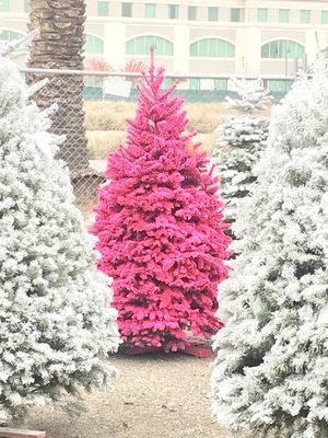 Hot pink noble fir tree.