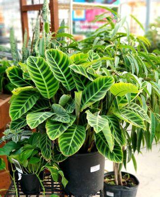 Calathea