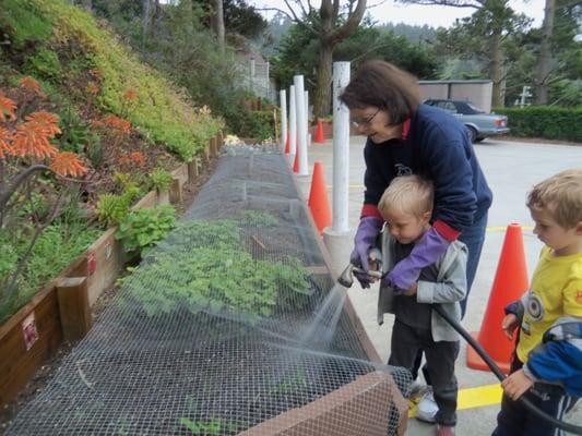 Planting seeds and growing vegetables.