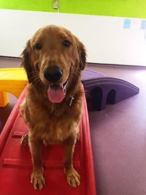 Copper showing off one of our large air-conditioned playrooms!