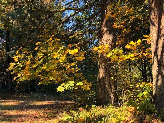 Big Leaf Maple