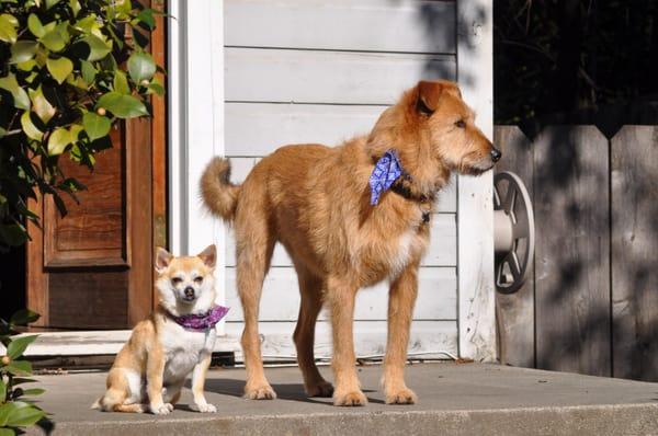 My big dog and small dog after baths and nail trimming at Bark Avenue. Gorgeous!