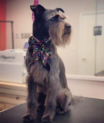 Schnauzer