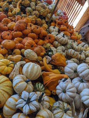 Pumpkins and gourds at the farm shop