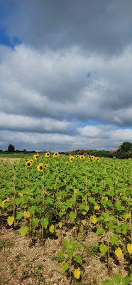 Sunflower field