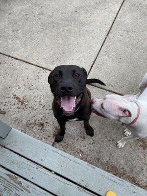 Moose and his sister Lizzie