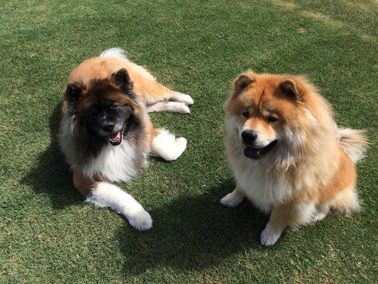 My Kali-Pooh (long coat Akita-left) and My Kin-Gee-King Chow Chow-Right. Groomed at Doggie Duds &Suds. Great job for their grooming!!