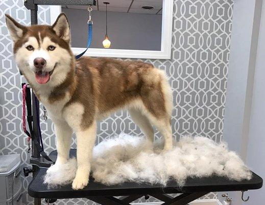 Add a de-shedding treatment starting at just $15!