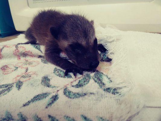 Very young raccoon rescued from a tree that was cut down.