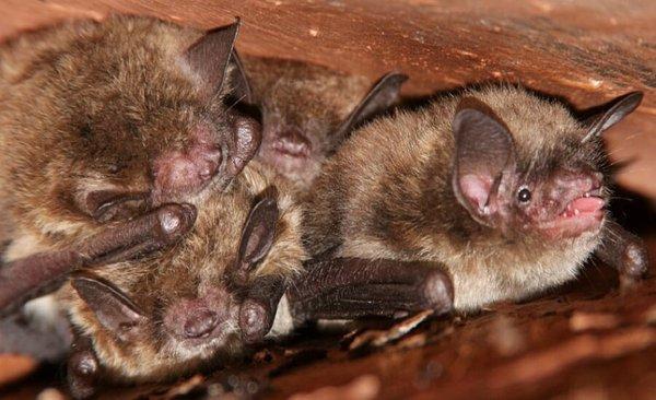 Indiana Bat Removal