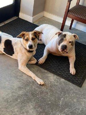 Hatch(left) and Gator(right). they are the shop dogs they are usually there and very well known with our customers