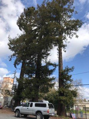 Love these beautiful Redwoods that flank the station