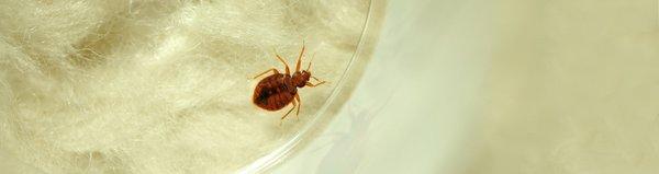 Photo of Bed Bug