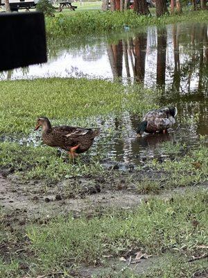 Quack neighbors