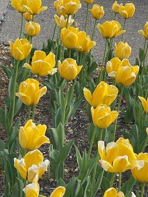 Washington DC Smithonian Gardens Tulips