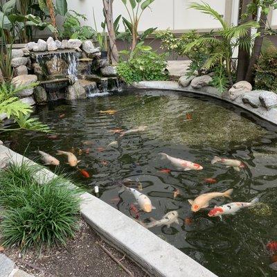 Koi Pond nearby