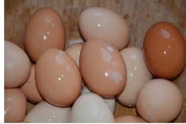 Farm fresh eggs are available year-round (and are chickens are often available to greet visitors to the store).