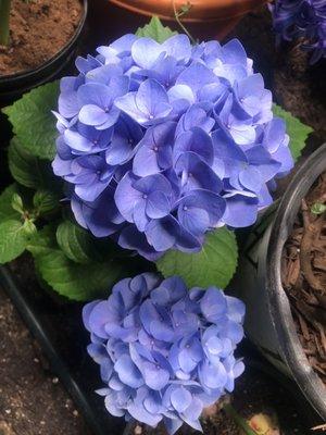 Hydrangea