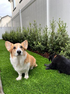 The dogs love the new (fake) grass!