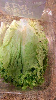 Dead fly in lettuce