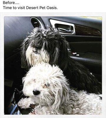 Desert Pet Oasis