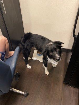 Freshly groomed border collie 1YO