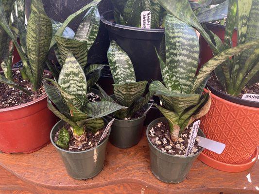 Bird's Nest Snake Plants in our greenhouse.