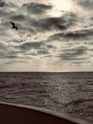 Seagulls flying along side the Liberty