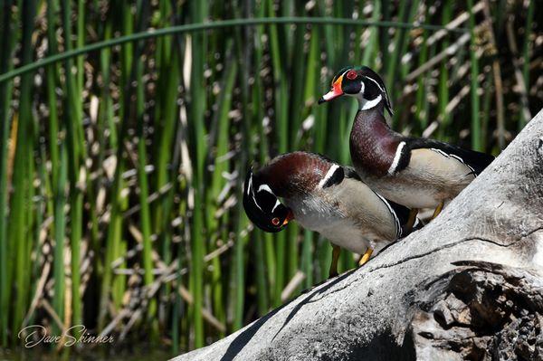 Wood Duck