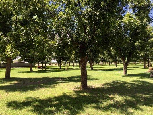 Pecan farm!