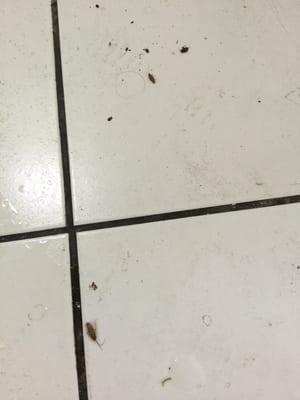 Kitchen floors Infested with Roaches