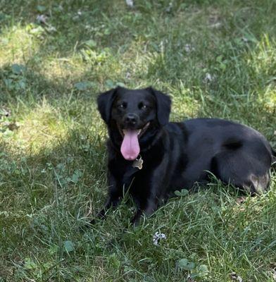 Loki is worn out. Taking a break from playing he rests under the shade tree.