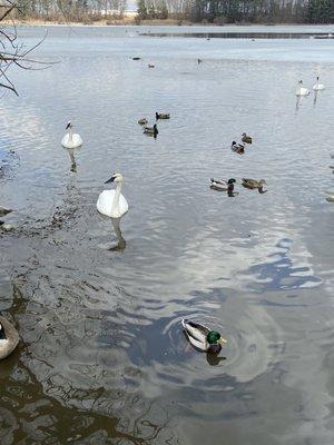 Swans and ducks swimming.