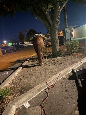 Horse that we got sat next to outside