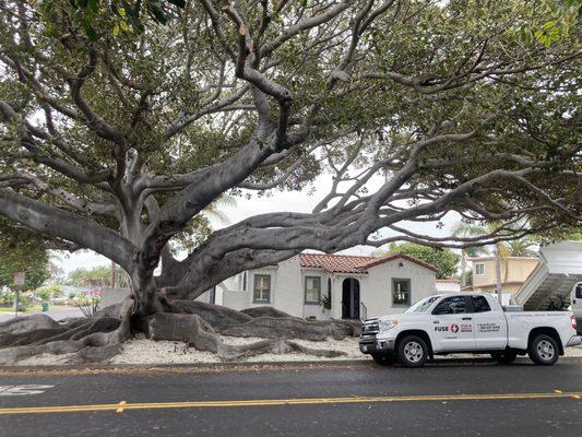 Incredible tree