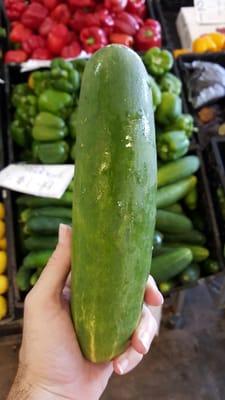 Check out the size of this cucumber!