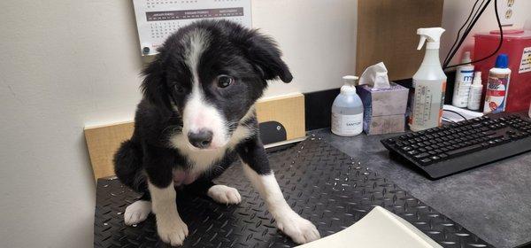 New baby, Storm, is scared (until the tech gave her peanut butter!)