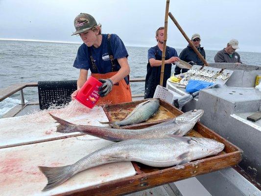 My three white sea bass about to be gutted and filleted during the ride back to the harbor.  Outstanding crew.