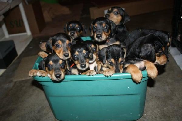 See MSN Bucket of Puppies for a weekly journal of the puppies growth.  They are tooooooooo cute!!!!