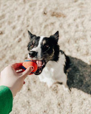 Charlie's Bark Park