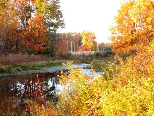 Sit beside the turtle pond.  You may even see a heron fly by.